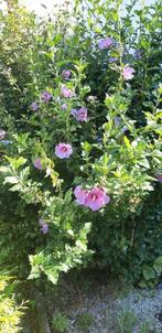 Hibiscus seriacus, Tuin en Terras, Planten | Tuinplanten, Ophalen of Verzenden, Zomer, Overige soorten, Volle zon