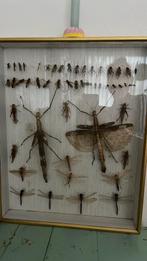 Kijkkast insecten libelle wesp krekel lijst vintage, Ophalen of Verzenden