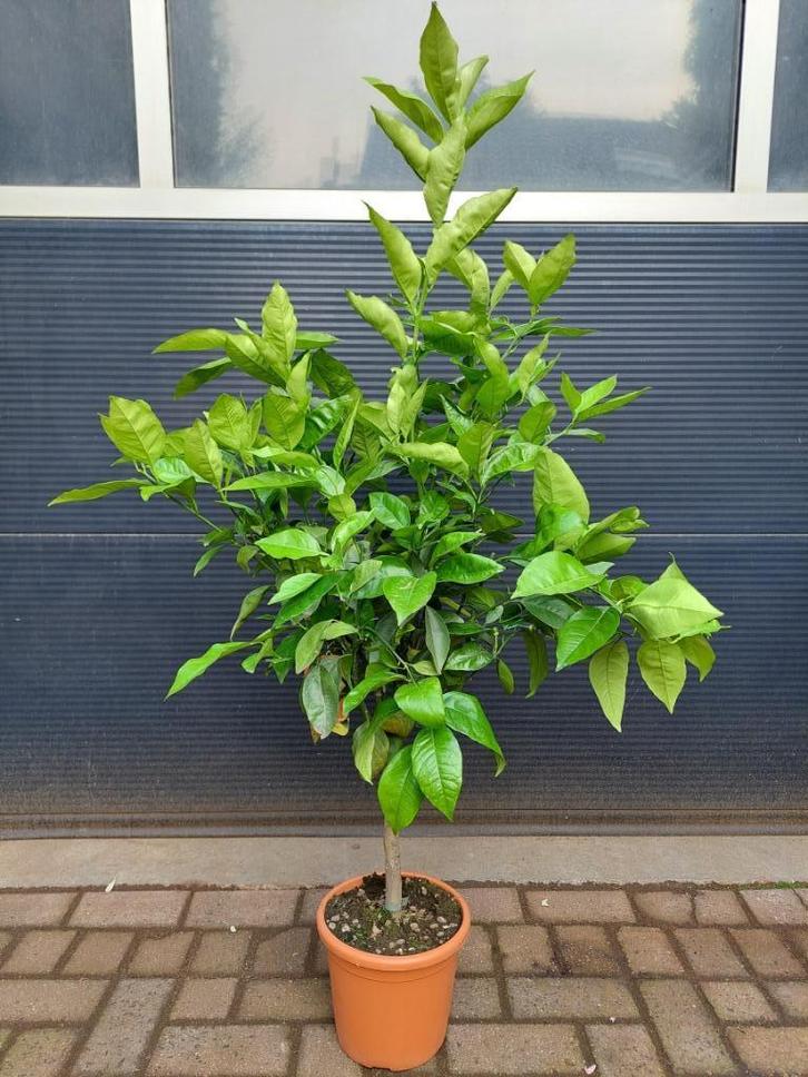 XL Citrus Sinensis Arancio - Zoete Sinaasappelboom H: 140 cm, Tuin en Terras, Planten | Fruitbomen, Citroenboom, 100 tot 250 cm