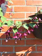 Zaden rhodochiton atrosanguineus, Verzenden, Voorjaar, Volle zon, Zaad