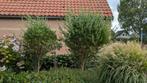 Olijfbomen, Bloeit niet, 100 tot 250 cm, Olijfboom, Ophalen