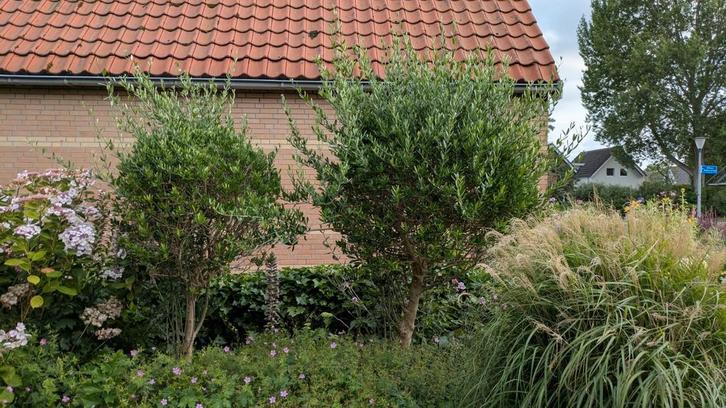Olijfbomen, Tuin en Terras, Planten | Bomen, Olijfboom, 100 tot 250 cm, Volle zon, Bloeit niet, Ophalen