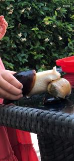 Reuze slakken Achatina fulica  Rodatzi x albino, Dieren en Toebehoren, Reptielen en Amfibieën, Overige soorten, 0 tot 2 jaar