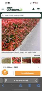 Glansmispelhaag, Red Robin 27 stuks, Tuin en Terras, Planten | Struiken en Hagen, Ophalen, Overige soorten, 100 tot 250 cm