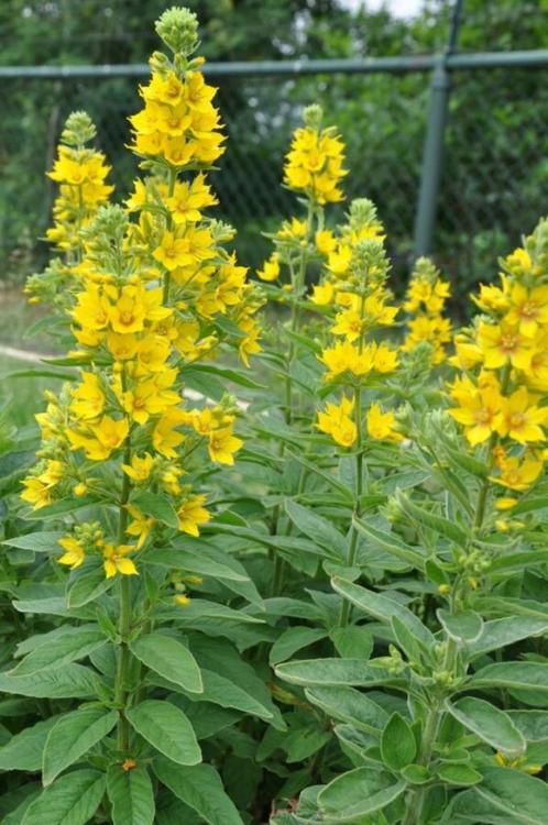 Puntwederik – Lysimachia punctata vaste plant, Tuin en Terras, Planten | Tuinplanten, Overige soorten, Volle zon, Zomer, Ophalen of Verzenden
