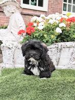 Te koop mooie speelse boomer pups, CDV (hondenziekte), 8 tot 15 weken, Meerdere, Meerdere dieren
