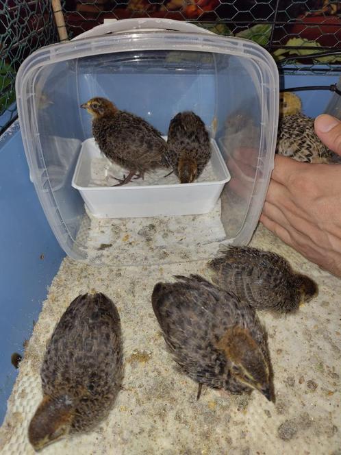 Japanse kwartel kuikens bruin, Dieren en Toebehoren, Pluimvee, Overige soorten, Meerdere dieren