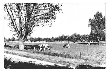 991153 Neede 1971 Gld Troefweg Koe Gelopen met postzegel beschikbaar voor biedingen