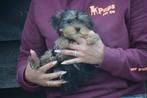 Yorkshire terrier pups, Dieren en Toebehoren, Yorkshire Terriër, België, 8 tot 15 weken, Meerdere