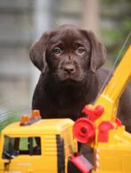 Labrador pups- Chocolade bruin, CDV (hondenziekte), Meerdere, 8 tot 15 weken, Meerdere dieren