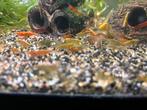 Neocaradina garnalen mix 10 stuks 5€, Dieren en Toebehoren, Vissen | Aquariumvissen, Kreeft, Krab of Garnaal, Zoetwatervis