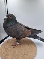 Kite kleurpostduif duivin, Dieren en Toebehoren, Vogels | Duiven, Vrouwelijk, Postduif