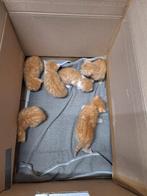 Meerdere nestjes boerderijkittens!, Meerdere dieren, Kortharig, 0 tot 2 jaar