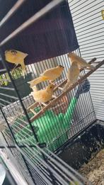 Kanaries, Dieren en Toebehoren, Vogels | Kanaries, Meerdere dieren