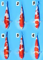 HQ jumbo FEMALE tosai GOROMO met certificaat, Karper of Koi