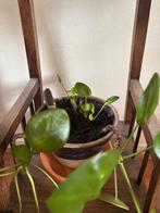 Pannenkoekplant stekje. Meerdere stekjes beschikbaar., Ophalen, Halfschaduw, Minder dan 100 cm