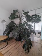 MEGA Monstera, Huis en Inrichting, Kamerplanten, Overige soorten, Halfschaduw, 200 cm of meer, Ophalen