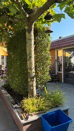 Bomen, Tuin en Terras, Planten | Bomen, Volle zon, Ophalen of Verzenden, Dakboom, 250 tot 400 cm