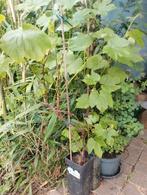 Zoete witte druiven stekjes, Tuin en Terras, Ophalen, Minder dan 100 cm, Overige soorten, Zomer
