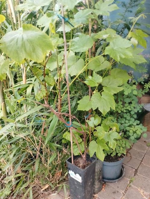 Zoete witte druiven stekjes, Tuin en Terras, Planten | Fruitbomen, Overige soorten, Minder dan 100 cm, Zomer, Ophalen