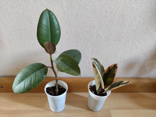 2x rubber boom BESCHIKBAAR TOT 18 JUNI, Huis en Inrichting, Kamerplanten, Overige soorten, Minder dan 100 cm, Ophalen