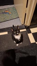 4 super lieve kittens, Dieren en Toebehoren, Ophalen, Nieuw