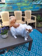 MAINE COON HERPLAATSER Mannetje