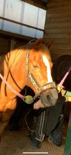Halster maat pony horsegear, Ophalen of Verzenden, Gebruikt, Overige soorten