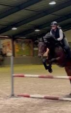 Lease/bijrijd paard gezocht, Dieren en Toebehoren, Ophalen of Verzenden, Nieuw