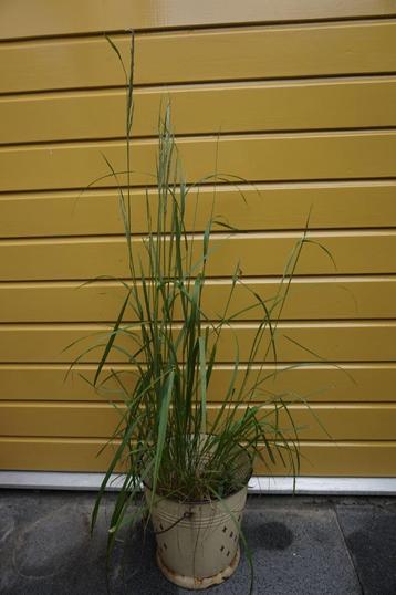 Siergras Pijpenstrootje - vaste plant voor in tuin of pot beschikbaar voor biedingen