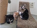5 lieve kittens zoeken een huis per 22 mei, Dieren en Toebehoren, Katten en Kittens | Overige Katten
