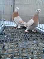 Takla limon güllü koppel, Dieren en Toebehoren, Vogels | Duiven, Meerdere dieren, Overige soorten