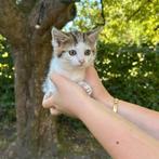 Prachtige lieve kittens!, Dieren en Toebehoren, Katten en Kittens | Overige Katten, Meerdere dieren, Kortharig, 0 tot 2 jaar