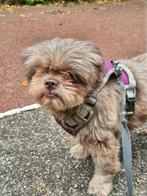 Shih-tzu choco kleur, Dieren en Toebehoren, Honden | Niet-rashonden, 1 tot 2 jaar, Teef, Eén hond, Klein