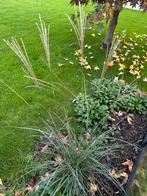 Miscanthus sinensis 'Kleine Silberspinne' Siergras, Volle zon, Vaste plant, Siergrassen, Ophalen of Verzenden