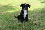 Golden Retriever x Australian Shepherd puber pup teefje, Golden retriever, Nederland, CDV (hondenziekte), 8 tot 15 weken