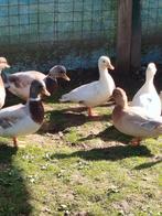 Kwakers te koop, Dieren en Toebehoren, Mannelijk, Eend