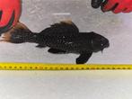 Cactus pleco vis L600 ongeveer 22CM, Dieren en Toebehoren, Vis, Zoetwatervis
