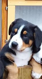 Entlebucher Sennenhond pups  Cavalier King Charles Spaniel, 8 tot 15 weken, CDV (hondenziekte), Meerdere, Meerdere dieren