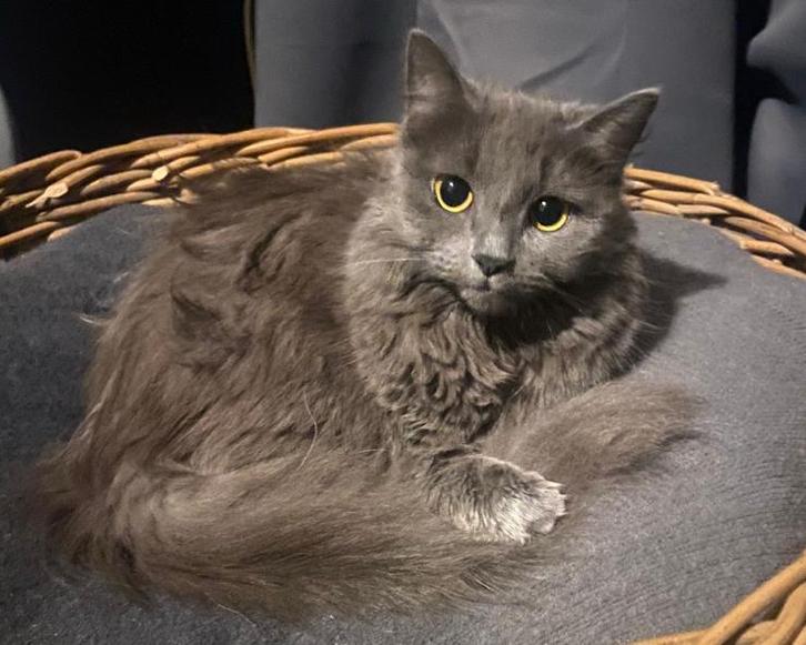 Moon zoekt een warm huisje!, Dieren en Toebehoren, Katten en Kittens | Raskatten | Langhaar, Poes
