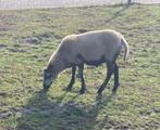 Te koop. Ram, kruising easy care en maasduiner.
Geboren begi, Dieren en Toebehoren, Schapen, Geiten en Varkens, Mannelijk, Schaap