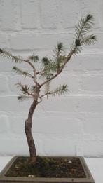 Bonsai Picea Glauca Conica, Tuin en Terras, Ophalen, Vaste plant, Overige soorten, Halfschaduw