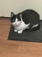 poes, Poes, Kortharig, 0 tot 2 jaar