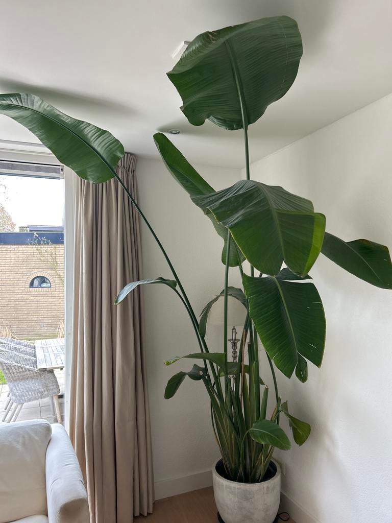 Strelizia nicolai XXL, Huis en Inrichting, Kamerplanten, Ophalen, Halfschaduw, 200 cm of meer