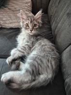 Maine coon katertje kitten, Dieren en Toebehoren, Katten en Kittens | Raskatten | Langhaar, Kater, Ontwormd, 0 tot 2 jaar