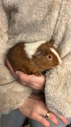Cavia jonkies beertjes/mannen, Januari, Mannelijk, Cavia