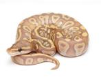 Python regius, Dieren en Toebehoren, Reptielen en Amfibieën, Slang