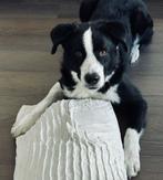 Andres lieve rustige reu, Particulier, Rabiës (hondsdolheid), Reu, 1 tot 2 jaar