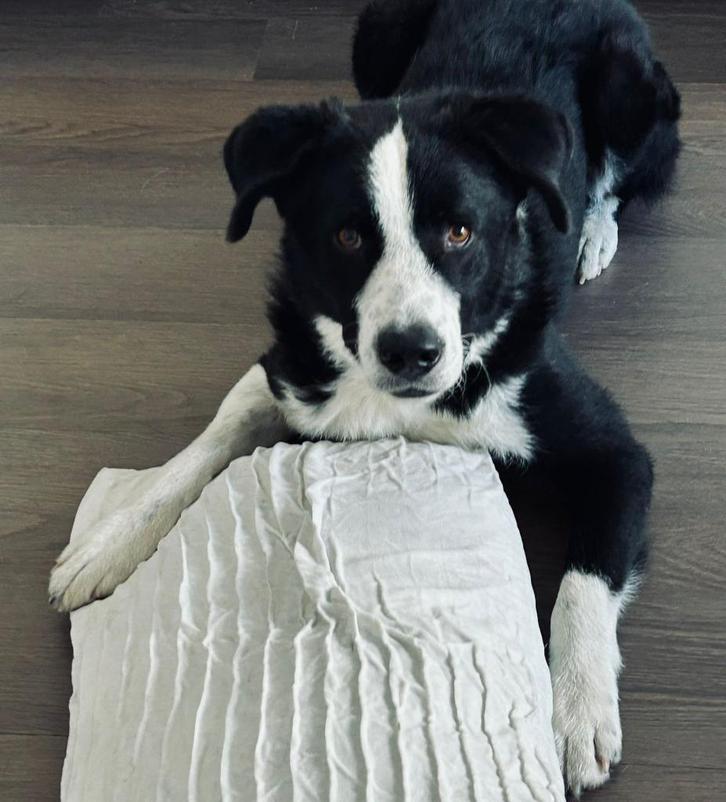 Andres lieve rustige reu, Dieren en Toebehoren, Honden | Niet-rashonden, Groot, Reu, Particulier, Meerdere, Buitenland, 1 tot 2 jaar