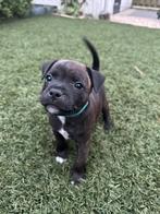 Staffordshire Bull terrier pup met stamboom, Dieren en Toebehoren, Honden | Jack Russells en Terriërs, Overige rassen, 8 tot 15 weken